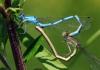 Enallagma cyathigerum